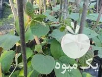 نهال کیوی هایوارد و خونی در حویق در گروه خرید و فروش نهال کیوی در یکمیوه -عکس1