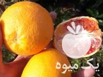 خرید نهال پرتقال خونی سانگین در ساری در گروه خرید و فروش نهال پرتقال در یکمیوه -عکس1