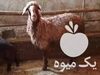 فروش گوسفند وره مار در آمل در گروه گاو و گوسفند و میش و بز کهره گوساله در یکمیوه -عکس1