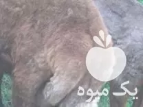 فروش گوسفند نرافشار تخمی اس در گروه گاو و گوسفند و میش و بز کهره گوساله در یکمیوه -عکس1