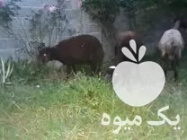 گوسفند میش و بره افشار در ساری در گروه گاو و گوسفند و میش و بز کهره گوساله در یکمیوه -عکس1