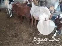 گوسفند وره مار با بره در گروه گاو و گوسفند و میش و بز کهره گوساله در یکمیوه -عکس1