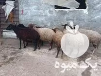 خرید شیش راس گوسفند ابستن در تنکابن در گروه گاو و گوسفند و میش و بز کهره گوساله در یکمیوه -عکس1