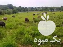 قیمت خرید گوسفند ماده در گروه گاو و گوسفند و میش و بز کهره گوساله در یکمیوه -عکس1