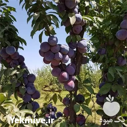 قیمت خرید نهال آلو خاکی در اصفهان در گروه خرید و فروش نهال در یکمیوه -عکس1