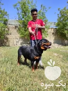 سگ روتوایلر اروپایی و آمریکن در کرج در گروه سگ و گربه در یکمیوه -عکس1