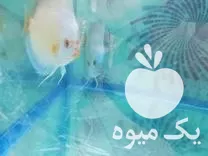 خرید ماهی گوشتخوار گیاه خوار در گروه خرید و فروش انواع ماهی در یکمیوه -عکس1