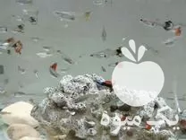 قیمت خرید ویژه ماهی گوپی در گروه خرید و فروش انواع ماهی در یکمیوه -عکس1