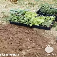 خرید نهال بادام تونو و در تهران در گروه خرید و فروش نهال بادام در یکمیوه