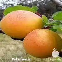 فروش عمده نهال زردآلوی شاهرودی در فارس در گروه خرید و فروش نهال در یکمیوه