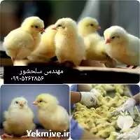 خرید جوجه گوشتی 1 روزه در تهران در گروه مرغ و خروس و بوقلمون و اردک قو قاز در یکمیوه