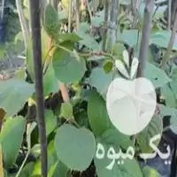 نهال کیوی هایوارد و خونی در حویق در گروه خرید و فروش نهال کیوی در یکمیوه