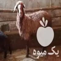فروش گوسفند وره مار در آمل در گروه گاو و گوسفند و میش و بز کهره گوساله در یکمیوه
