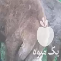 فروش گوسفند نرافشار تخمی اس در گروه گاو و گوسفند و میش و بز کهره گوساله در یکمیوه