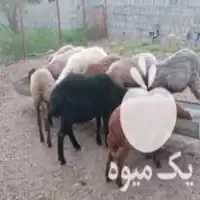 فروش 8 راس گوسفند داشتی در ساری در گروه گاو و گوسفند و میش و بز کهره گوساله در یکمیوه