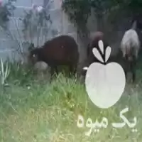 گوسفند میش و بره افشار در ساری در گروه گاو و گوسفند و میش و بز کهره گوساله در یکمیوه