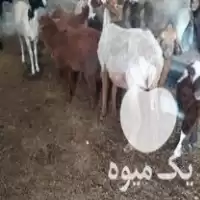 گوسفند وره مار با بره در گروه گاو و گوسفند و میش و بز کهره گوساله در یکمیوه