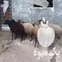 خرید شیش راس گوسفند ابستن در تنکابن در گروه گاو و گوسفند و میش و بز کهره گوساله در یکمیوه