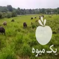 قیمت خرید گوسفند ماده در گروه گاو و گوسفند و میش و بز کهره گوساله در یکمیوه