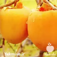 قیمت خرید عرضه نهال خرمالو در گروه خرید و فروش نهال خرمالو در یکمیوه