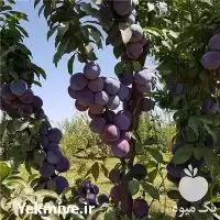 قیمت خرید نهال آلو خاکی در اصفهان در گروه خرید و فروش نهال در یکمیوه