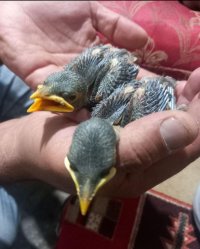 خریدار جوجه مینا هستم در تبریز در گروه خرید و فروش انواع پرنده در یکمیوه