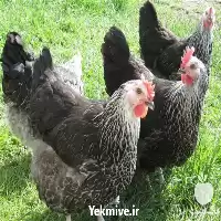 آگهی مشابه مرغ سیاه فروش مرغ محلی در گروه مرغ و خروس و بوقلمون و اردک قو قاز در یکمیوه