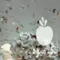 قیمت خرید ویژه ماهی گوپی در گروه خرید و فروش انواع ماهی در یکمیوه