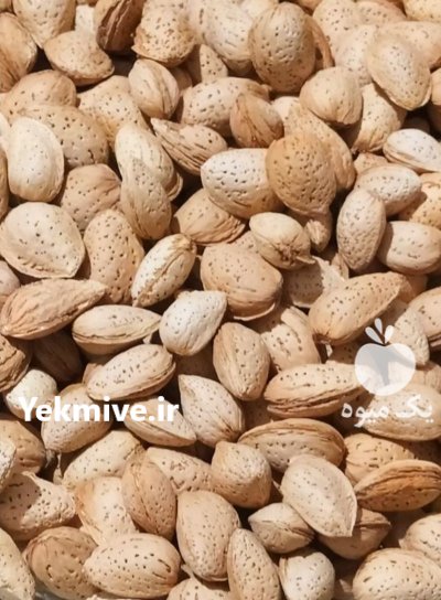 بادام کاغذی در قزوین در گروه خرید و فروش بادام در یکمیوه -عکس2