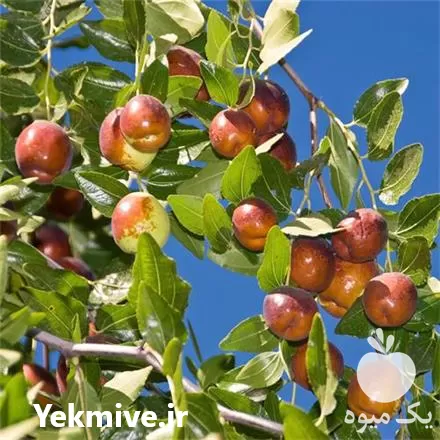 قیمت خرید چوب عناب در گروه خرید و فروش نهال عناب در یکمیوه -عکس1