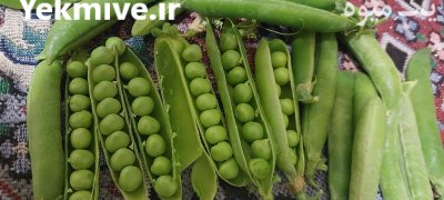 کننده محصولات کشاورزی مخصوصا نخود در آب بر در گروه خرید و فروش نخود در یکمیوه -عکس1