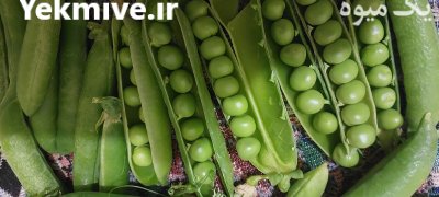 کننده محصولات کشاورزی مخصوصا نخود در آب بر در گروه خرید و فروش نخود در یکمیوه -عکس2