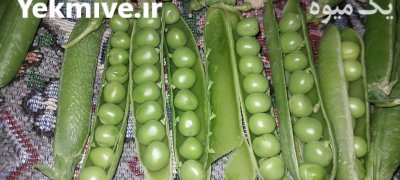 کننده محصولات کشاورزی مخصوصا نخود در آب بر در گروه خرید و فروش نخود در یکمیوه -عکس4