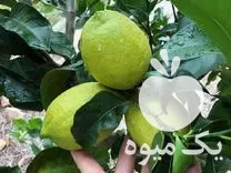فروش نهال لیمو ترش اورکا در ساری در گروه خرید و فروش نهال در یکمیوه -عکس1