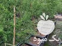 نهال لیمو ترش خاویاری مشکی در گروه خرید و فروش نهال در یکمیوه -عکس1