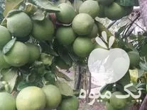 نهال لیمو ترش مغان خوشه در ساری در گروه خرید و فروش نهال در یکمیوه -عکس1