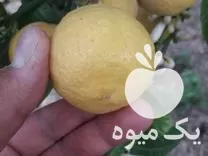 نهال لیمو ترش خوشه ای گلدانی در ساری در گروه خرید و فروش نهال در یکمیوه -عکس1