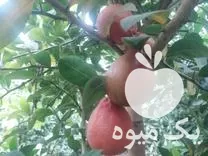 خرید نهال لیمو ترش خونی در ساری در گروه خرید و فروش نهال در یکمیوه -عکس2