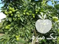 خرید نهال لیمو ترش پرشین در گروه خرید و فروش نهال در یکمیوه -عکس2