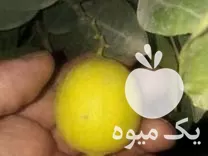 خرید نهال لیمو ترش عمانی در ساری در گروه خرید و فروش نهال در یکمیوه -عکس1