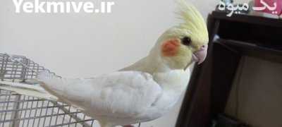 فروش عروس هلندی چشم شرابی در اصفهان در گروه خرید و فروش انواع پرنده در یکمیوه -عکس1