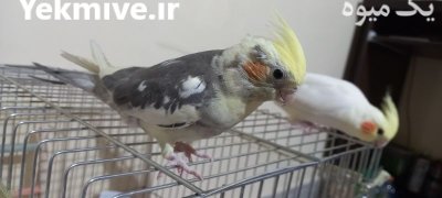 فروش عروس هلندی چشم شرابی در اصفهان در گروه خرید و فروش انواع پرنده در یکمیوه -عکس2