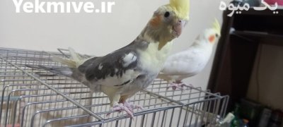فروش عروس هلندی چشم شرابی در اصفهان در گروه خرید و فروش انواع پرنده در یکمیوه -عکس3