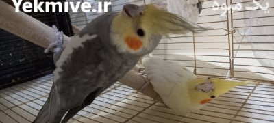 فروش عروس هلندی چشم شرابی در اصفهان در گروه خرید و فروش انواع پرنده در یکمیوه -عکس4