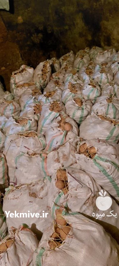 ویژه سیب زمینی بذری جلی در چادگان در گروه خرید و فروش سیب زمینی در یکمیوه -عکس1