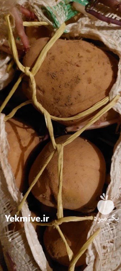 ویژه سیب زمینی بذری جلی در چادگان در گروه خرید و فروش سیب زمینی در یکمیوه -عکس2