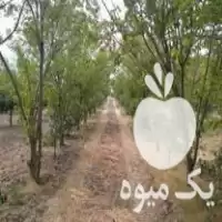 فروش باغ خرمالو در گرگان در گروه خرید و فروش خرمالو در یکمیوه