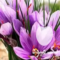 فروش زعفران و زرشک همایون در چالوس در گروه خرید و فروش زعفران در یکمیوه