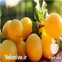 درخت و نهال آلو قطره در اصفهان در گروه خرید و فروش نهال در یکمیوه