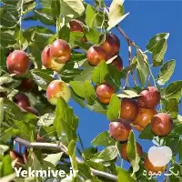 قیمت خرید چوب عناب در گروه خرید و فروش نهال عناب در یکمیوه